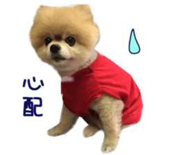 Real DOG Pomeranian -BOO-2 sticker #15662534