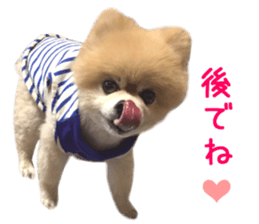 Real DOG Pomeranian -BOO-2 sticker #15662535
