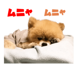 Real DOG Pomeranian -BOO-2 sticker #15662536