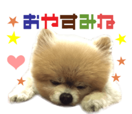 Real DOG Pomeranian -BOO-2 sticker #15662537