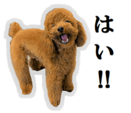 Toy Poodle Lion 5 sticker #15664178