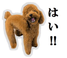 Toy Poodle Lion 5 sticker #15664178