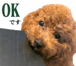 Toy Poodle Lion 5 sticker #15664179