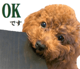 Toy Poodle Lion 5 sticker #15664179