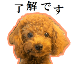Toy Poodle Lion 5 sticker #15664180