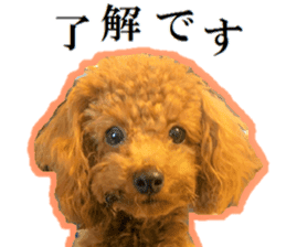 Toy Poodle Lion 5 sticker #15664180