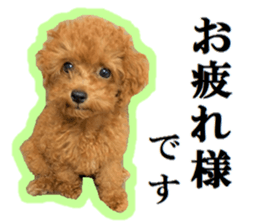 Toy Poodle Lion 5 sticker #15664181