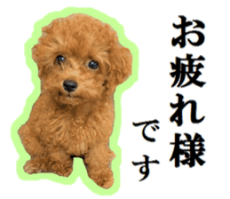 Toy Poodle Lion 5 sticker #15664181