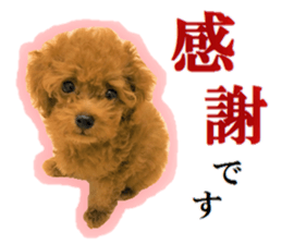 Toy Poodle Lion 5 sticker #15664182