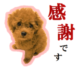 Toy Poodle Lion 5 sticker #15664182