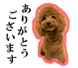 Toy Poodle Lion 5 sticker #15664183