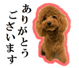 Toy Poodle Lion 5 sticker #15664183