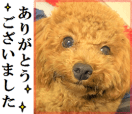 Toy Poodle Lion 5 sticker #15664184