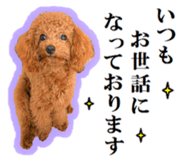 Toy Poodle Lion 5 sticker #15664185
