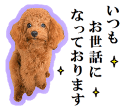 Toy Poodle Lion 5 sticker #15664185