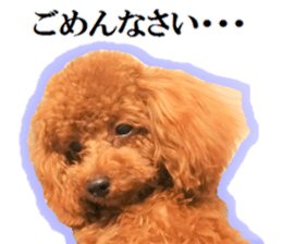 Toy Poodle Lion 5 sticker #15664186
