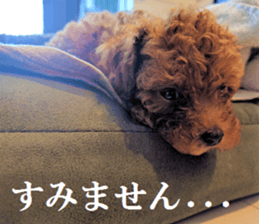 Toy Poodle Lion 5 sticker #15664187