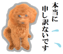 Toy Poodle Lion 5 sticker #15664188