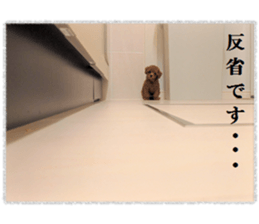 Toy Poodle Lion 5 sticker #15664189