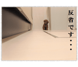 Toy Poodle Lion 5 sticker #15664189