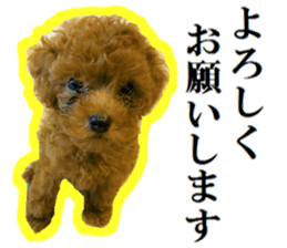 Toy Poodle Lion 5 sticker #15664191