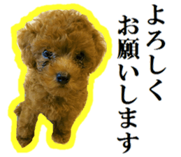 Toy Poodle Lion 5 sticker #15664191