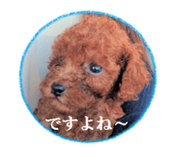 Toy Poodle Lion 5 sticker #15664192