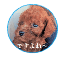 Toy Poodle Lion 5 sticker #15664192