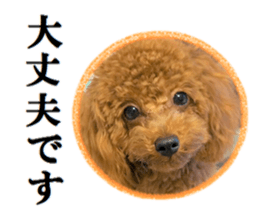 Toy Poodle Lion 5 sticker #15664193