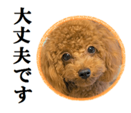 Toy Poodle Lion 5 sticker #15664193