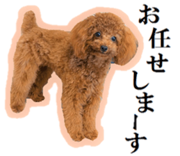 Toy Poodle Lion 5 sticker #15664194