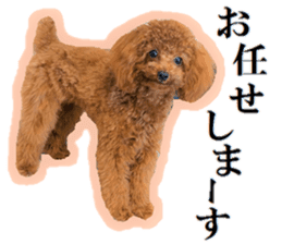 Toy Poodle Lion 5 sticker #15664194
