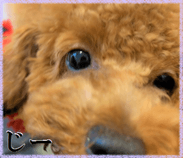 Toy Poodle Lion 5 sticker #15664195