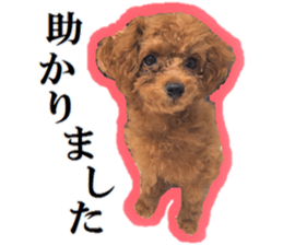 Toy Poodle Lion 5 sticker #15664196