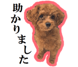 Toy Poodle Lion 5 sticker #15664196