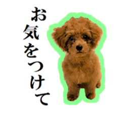 Toy Poodle Lion 5 sticker #15664197
