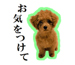 Toy Poodle Lion 5 sticker #15664197