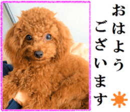 Toy Poodle Lion 5 sticker #15664198