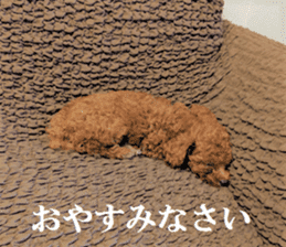 Toy Poodle Lion 5 sticker #15664199