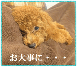 Toy Poodle Lion 5 sticker #15664200