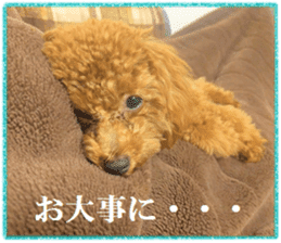 Toy Poodle Lion 5 sticker #15664200