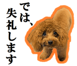 Toy Poodle Lion 5 sticker #15664201