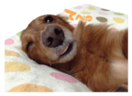 tsubaki&arashi sticker #15669658