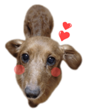 tsubaki&arashi sticker #15669668