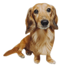 tsubaki&arashi sticker #15669669