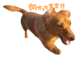 tsubaki&arashi sticker #15669670