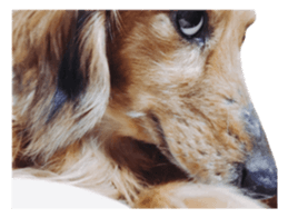 tsubaki&arashi sticker #15669681