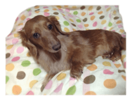 tsubaki&arashi sticker #15669688