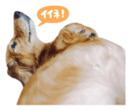 tsubaki&arashi sticker #15669694