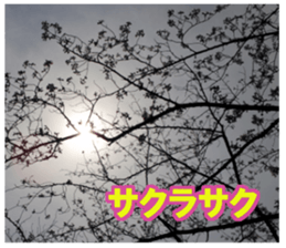 Photos and words of cherry blossoms sticker #15674018